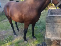 母马, Horses — 照片 3