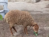 عنزة, الماعز — الصورة 4