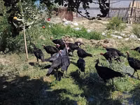 Turkeys — Foto 4