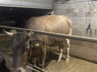 Vaca, Swiss cattle — foto 4