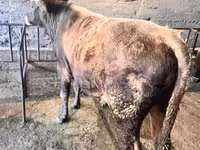 公牛, Cattle — 照片 1