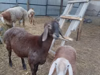 Schaf, Arashan sheep — Foto 1