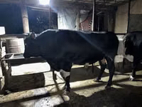 ثور, Simmental cattle — الصورة 2