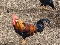 Chickens — फ़ोटो 1