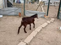 Cabro, Damask goat — foto 6