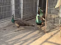 Chickens — Foto 3
