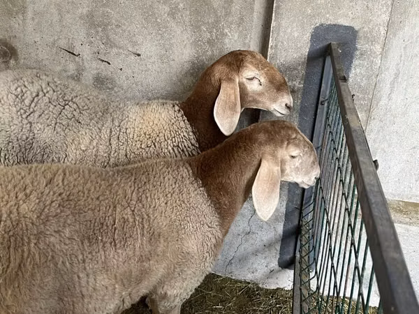 Schaf, Arashan sheep