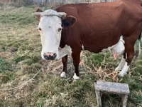 Kuh, Latvian Blue cattle — Foto 3