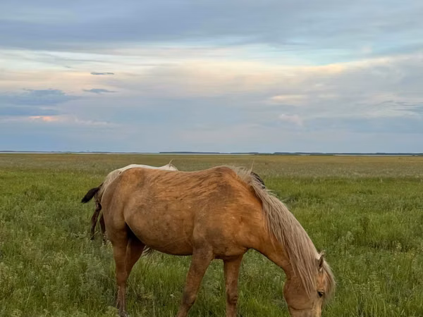 公马, Horses — 哈萨克斯坦
