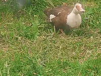 Turkeys — Foto 1