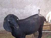 Ziege, Nubian Goat — Foto 8