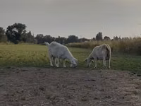 Ziegen (Partie, Geschlecht nicht angegeben), Nubian Goat — Foto 8