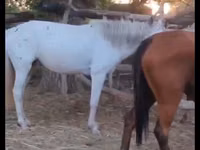 فرس, Kazakh horse — الصورة 3