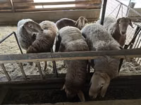 Widder, Rhon sheep — Foto 4