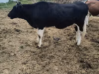 Kuh, Holstein-Rasse — Foto 5