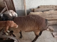 Widder, Blackheaded Persian sheep — Foto 2