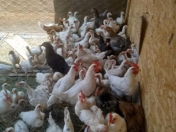 Chickens — Kirgisistan
