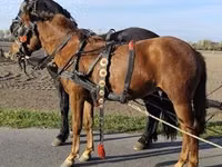 Stute, Hungarian horse breed — Foto 4