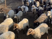 عنزة, الماعز — الصورة 5