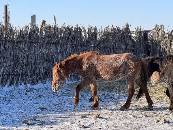 Ат, Казак аты — Казакстан