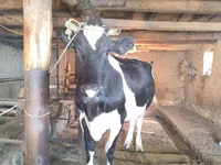 母牛, Russian Black pied cattle — 照片 4