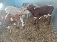 Toro, Simmental cattle — foto 3
