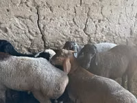 Ovejas (lote, sexo no especificado), Ovejas — foto 8
