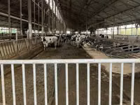 Rinder (Partie, Geschlecht nicht angegeben), Russian Black pied cattle — Foto 1