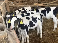 ثور, Russian Black pied cattle — الصورة 1