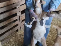 تيس, Nubian Goat — الصورة 1