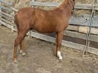 Horse (M), Horse breed — photo 3