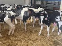 公牛, Holstein breed — 照片 3