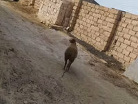 كبش, الأغنام — الصورة 4