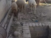 كبش, الأغنام — الصورة 3
