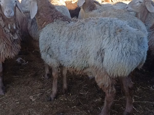 Carnero, Arashan sheep
