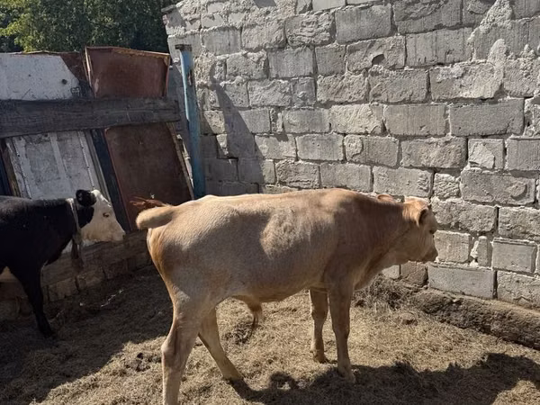 公牛, Cattle — 哈萨克斯坦