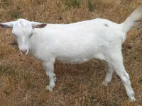 Ziege, Alpine goat — Foto 3