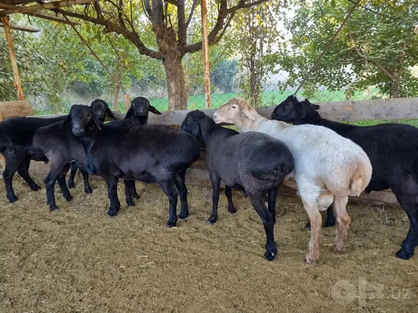كبش, Hissar sheep — أوزبكستان