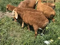 Widder, Romanov sheep — Foto 4