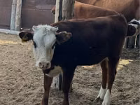 公牛, Kazakh White-headed cow — 照片 4