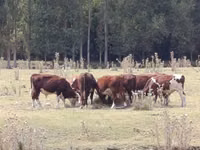 Toro, Hereford — foto 1