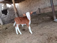 公牛, Simmental cattle — 照片 3