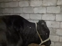 ثور, الماشية — الصورة 2
