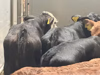 ІҚМ (топ, жынысы көрсетілмеген), Simmental cattle — 7-сурет