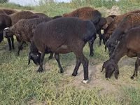 Widder, Hissar sheep — Foto 8