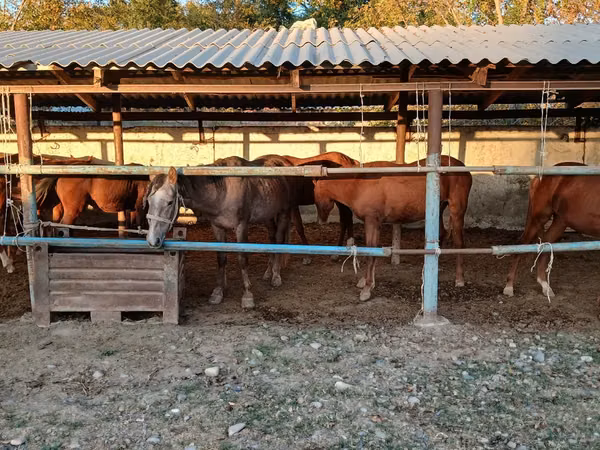 Mare, Horses — Kazakhstan