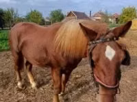 Hengst, Pferde — Foto 2