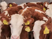 Bulle, Simmental cattle — Foto 1