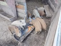 Säue — Foto 1