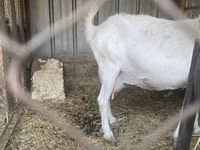 Ziege, Saanen goat — Foto 3